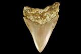 Serrated, Fossil Megalodon Tooth - Indonesia #148151-2